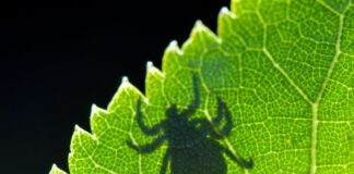Borreliose-Zahlen in Berlin erreichen Rekordniveau In Deutschland ist nicht jede Zecke mit Borrelien befallen (Symbolbild).
