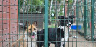 Tierschutzbeauftragte: Vorsicht bei Tieren als Geschenk Keine Tiere verschenken - das rät Brandenburgs Landestierschutzbeauftragte Anne Zinke. (Symbolfoto)