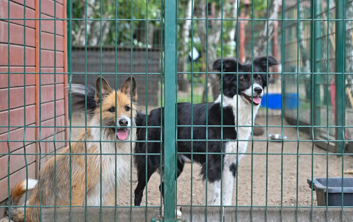 Tierheim Keine Tiere verschenken - das rät Brandenburgs Landestierschutzbeauftragte Anne Zinke. (Symbolfoto)