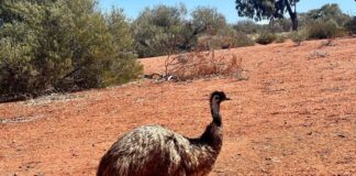 Emu auf Abwegen: Laufvogel in der Prignitz ausgebüxt Emus kommen in freier Wildbahn in Australien vor. (Symbolbild)