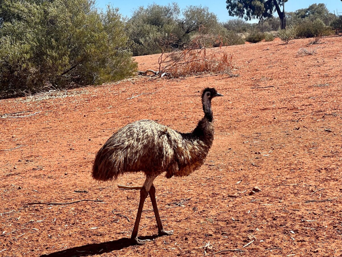 Emu in Australien Emus kommen in freier Wildbahn in Australien vor. (Symbolbild)