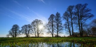 Milderes Wetter erwartet In Brandenburg und Berlin zeigt sich heute und morgen die Sonne. (Archivbild)
