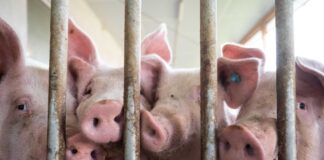 Schweinebestand in Brandenburg erreicht Dreijahreshoch Brandenburgs Landwirte halten nach einer Erhebung zum Stichtag 3. November 2025 wieder deutlich mehr Schweine.