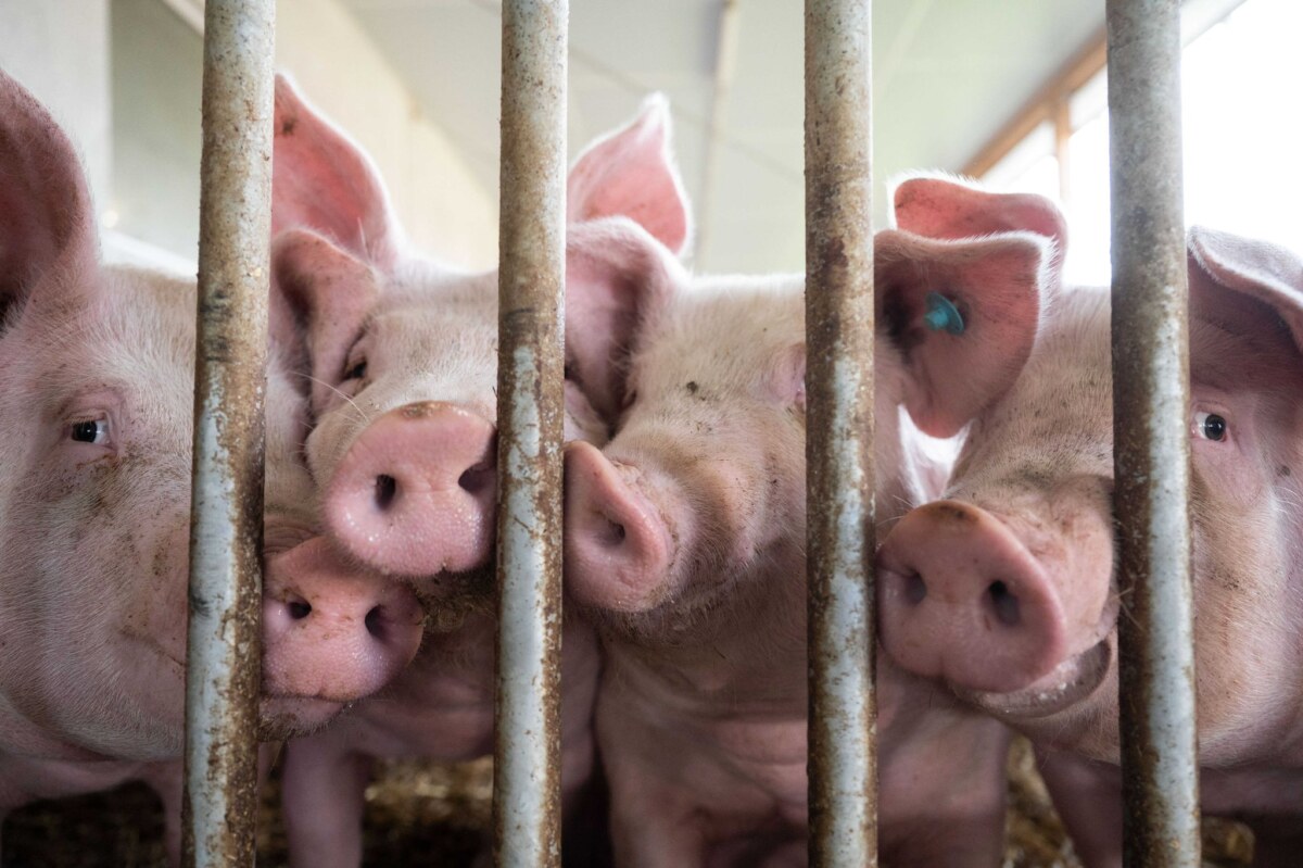 Schweine im Schweinestall Brandenburgs Landwirte halten nach einer Erhebung zum Stichtag 3. November 2025 wieder deutlich mehr Schweine.