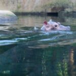 Berliner Zoo sucht Namen für Hippo-Baby Bis zum 14. Dezember können Namen für den kleinen Bullen vorgeschlagen werden. (Archivbild)