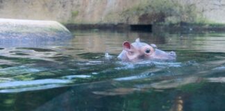Berliner Zoo sucht Namen für Hippo-Baby Bis zum 14. Dezember können Namen für den kleinen Bullen vorgeschlagen werden. (Archivbild)