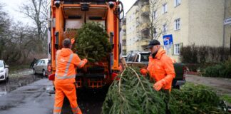 Weihnachtsbäume werden ab 10. Januar abgeholt Zwischen dem 10. und dem 24. Januar holt die BSR im kommenden Jahr wieder ausgediente Weihnachtsbäume ab. (Archivbild)