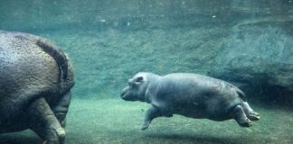 Junges Hippo soll Willi Wackelöhrchen heißen Das kleine Flusspferd im Berliner Zoo ist nicht mehr namenlos.