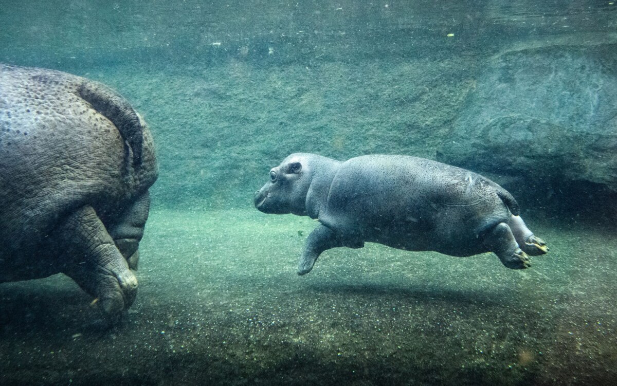 Junger Hippo-Bulle im Zoo Berlin - Willi Wackelöhrchen Das kleine Flusspferd im Berliner Zoo ist nicht mehr namenlos.