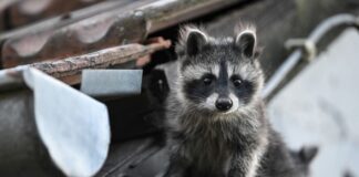 Waschbären plagen Berlin – Gefahr für Amphibien Waschbären vermehren sich weiter in Berlin und bedrohen den Amphibienbestand.