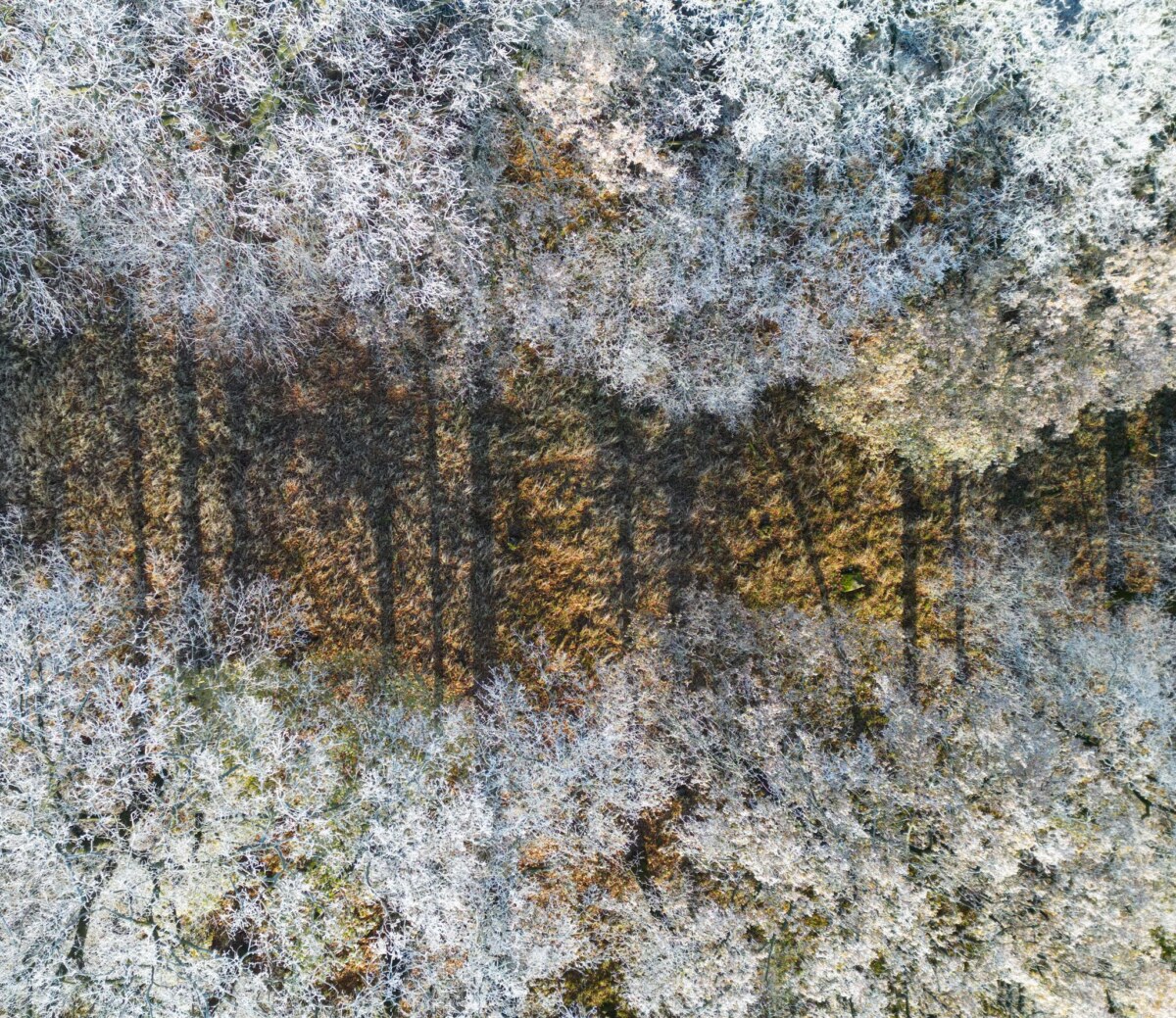 Frostiges Wetter in Brandenburg Laut dem Bericht zur Lage der Forstwirtschaft ist die Waldfläche in Brandenburg in den vergangenen zehn Jahren durch umfangreiche Aufforstungsmaßnahmen stabil geblieben. (Archivbild)