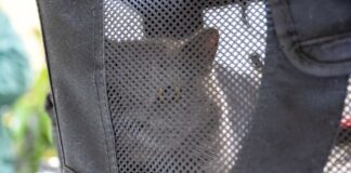 Tierheim nimmt 28 ausgesetzte Haustiere auf Das Tierheim Berlin hat zahlreiche Haustiere aufgenommen.