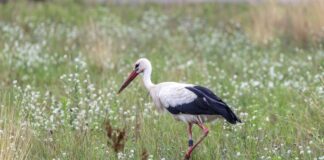 Vogelgrippe in Spanien: Kommen 2026 weniger Störche zurück? In Brandenburg brüten jedes Jahr zahlreiche Weißstörche - doch jetzt herrscht wegen der Vogelgrippe Besorgnis, dass weniger Vögel aus Spanien zurückkehren. (Archivbild)