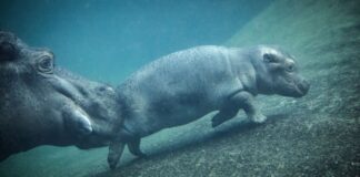 Von Hippo bis Otter: Berlins tierische Nachwuchsbilanz Hat erst sei ein paar Wochen einen Namen: Der kleine Hippo-Bulle Willi Wackelöhrchen. (Archivbild)
