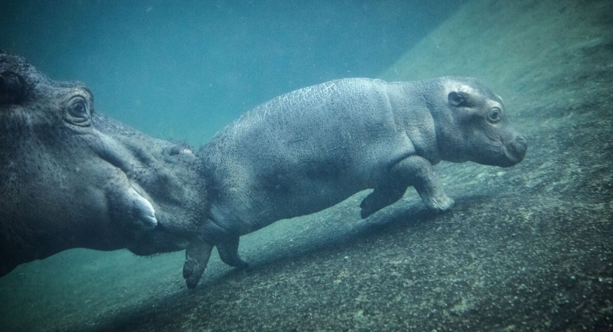 Junger Hippo-Bulle im Zoo Berlin - Willi Wackelöhrchen Hat erst sei ein paar Wochen einen Namen: Der kleine Hippo-Bulle Willi Wackelöhrchen. (Archivbild)