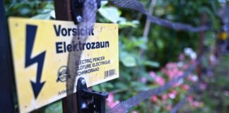 Kleinmachnow startet Meldesystem für Wildschweine Wildschweine durchwühlen in Kleinmachnow Vorgärten und hinterlassen Schäden. Zum Schutz haben Anwohner Zäune aufgebaut. (Archivbild)