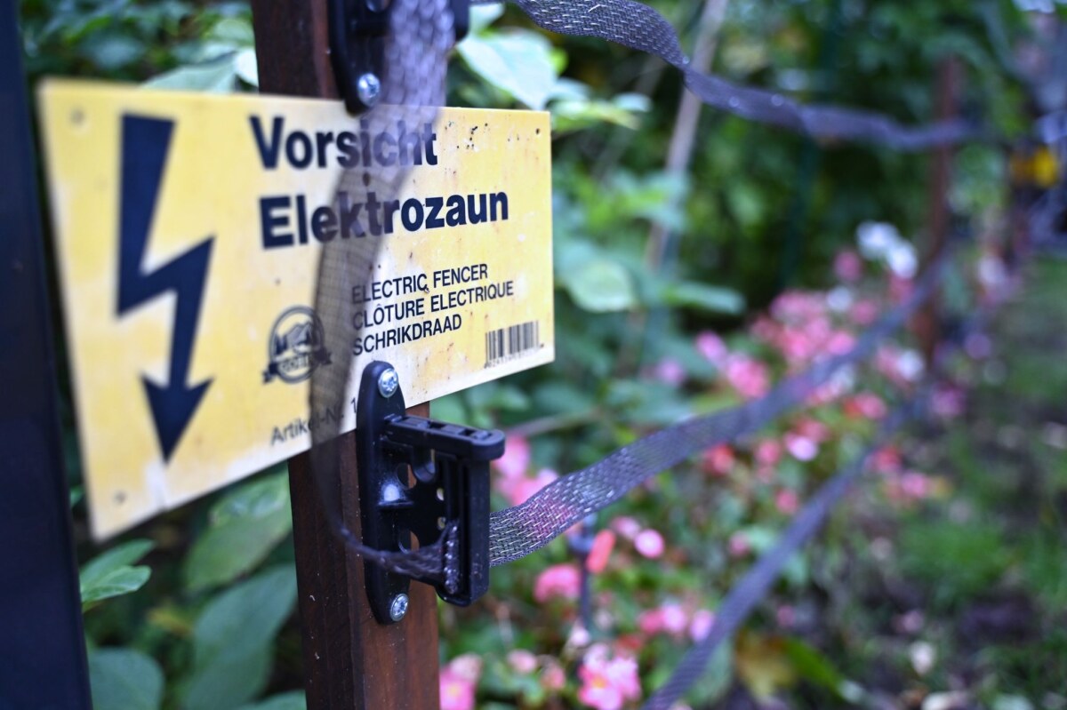 Süuren der Wildschweine in Kleinmachnow Wildschweine durchwühlen in Kleinmachnow Vorgärten und hinterlassen Schäden. Zum Schutz haben Anwohner Zäune aufgebaut. (Archivbild)