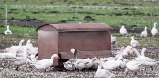 Vogelgrippe: Agrarministerin rechnet mit weiteren Fällen Vor allem Enten, Puten, Gänse und Masthühner mussten gekeult werden. (Archivbild)