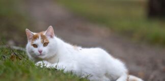 Es gibt Möglichkeiten, um Katzen vor der Vogelgrippe zu schützen. (Symbolbild)