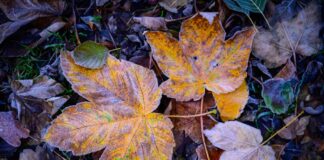 Leichter Frost in Berlin und Brandenburg In Berlin und Brandenburg wird nachts Frost erwartet. (Symbolbild)