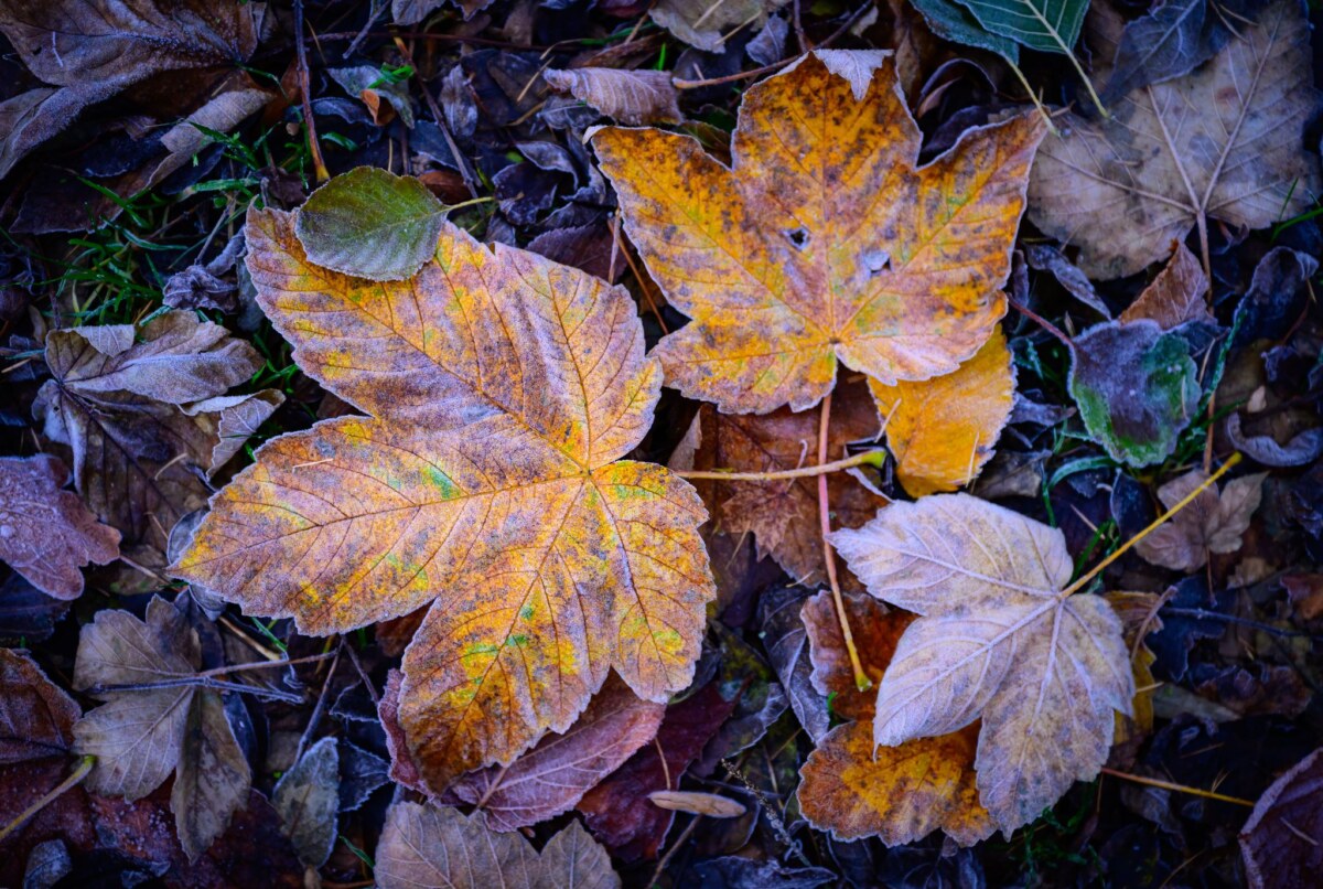 Frost In Berlin und Brandenburg wird nachts Frost erwartet. (Symbolbild)
