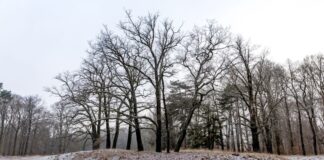 DWD: Glatteis auch in der Nacht zu Sonntag In Berlin und Brandenburg sinken die Temperaturen auch in den kommenden Nächten unter den Gefrierpunkt.