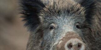 Wildschwein planscht im Swimmingpool In Swimmingpools halten sich Wildschweine eher selten auf. (Symbolbild)