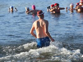Nicht nur an Weihnachten und Neujahr baden die Berliner Seehunde bei eiskalten Temperaturen im Berliner Orankesee.