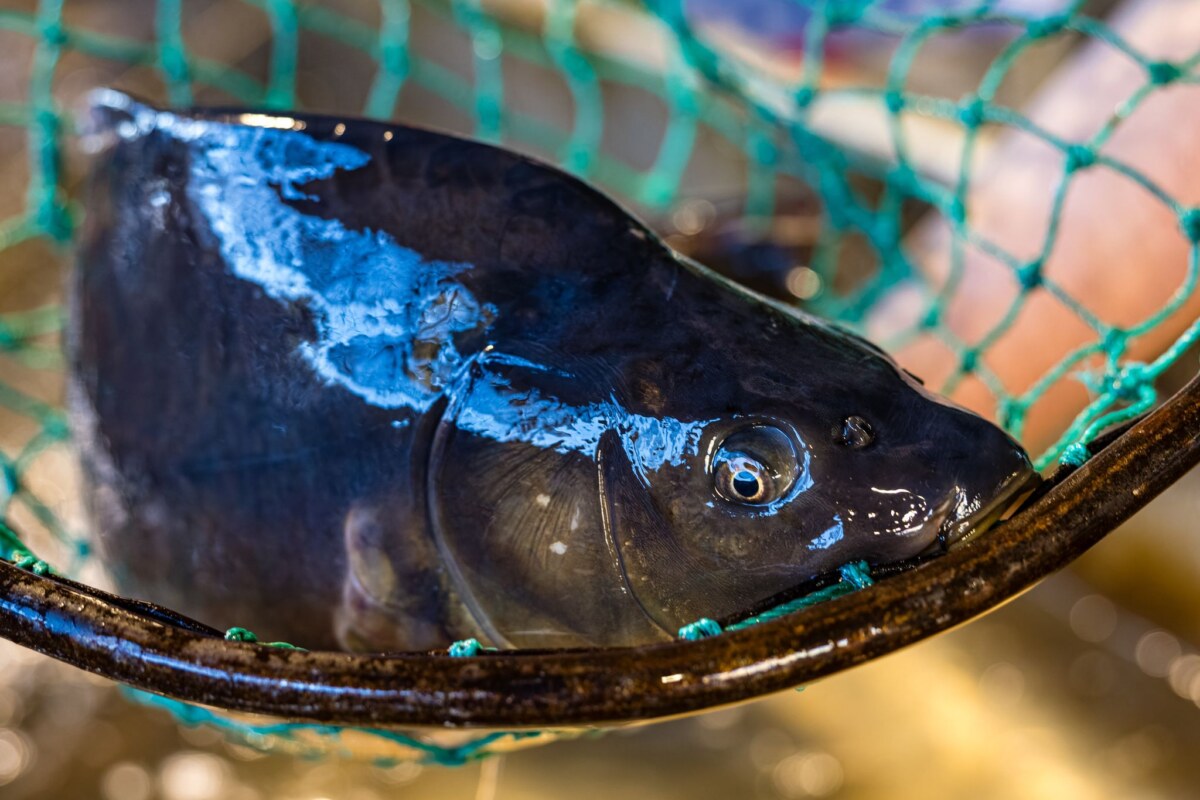 Verkauf von Silvesterkarpfen Der Karpfen ist in Brandenburg ein beliebter Speisefisch. (Archivbild)
