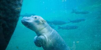 Name für Hippo-Baby gesucht: Mehr als tausend Einsendungen Noch ist der kleine Bulle namenlos. (Archivbild)
