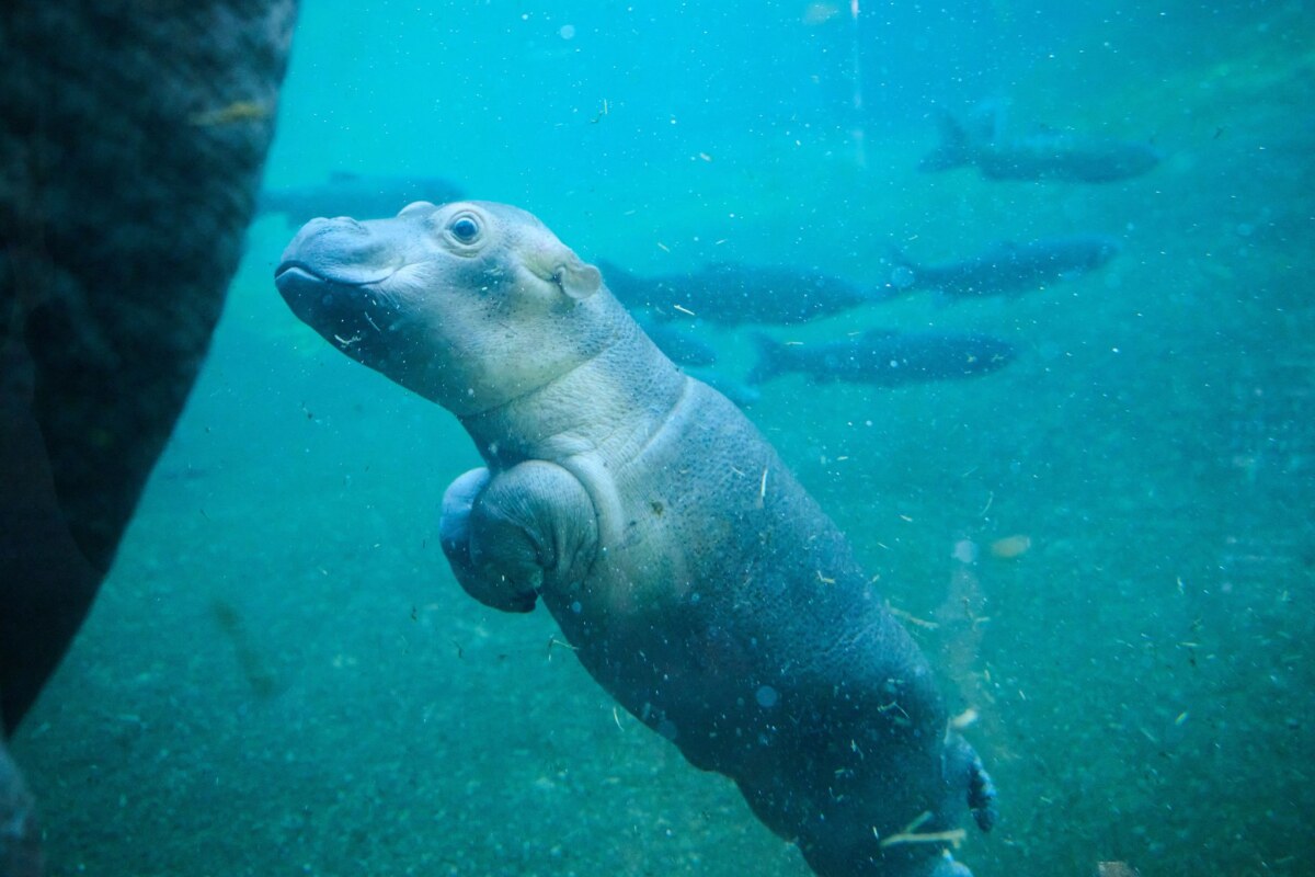 Flusspferd-Jungtier im Berliner Zoo Noch ist der kleine Bulle namenlos. (Archivbild)