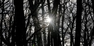 Weiterhin mildes Wetter in Berlin und Brandenburg In Berlin und Brandenburg bleibt das Wetter mild.