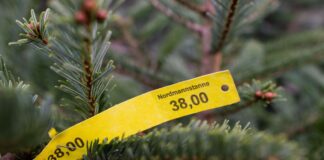 Weihnachtsbäume gestohlen: Täter schlagen in Oranienburg zu Rund 40 Bäume wurden dieses Mal gestohlen. (Symbolbild)