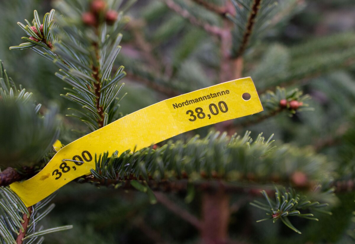 Weihnachtsbaumverkauf Rund 40 Bäume wurden dieses Mal gestohlen. (Symbolbild)