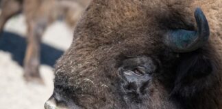 Bison auf Abwegen: Wisent bricht aus Tiergarten aus Das Wisent ist auch als Europäisches Bison bekannt. (Symbolbild)