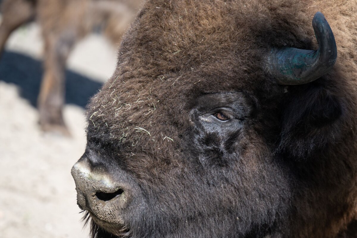 KINA - Die größten Tiere in Europa Das Wisent ist auch als Europäisches Bison bekannt. (Symbolbild)