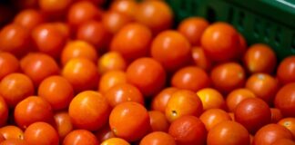 Tomaten aus Brandenburg statt aus dem Ausland? Brandenburgs Agrarministerin wirbt für ein Umdenken im Lebensmitteleinzelhandel.