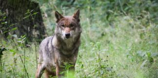 Zusammenstöße mit Wölfen: Mehr als 35 Tiere überfahren Nach der vorläufigen Statistik wurden in diesem Jahr 35 Wölfe in Brandenburg im Straßenverkehr getötet. Am Wochenende kam ein Unfall mit einem toten Wolf dazu. (Symbolbild)