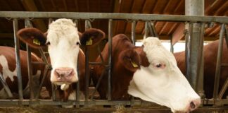 Blauzungenkrankheit in Sachsen hat Auswirkungen auf Nachbarn Anfang der Woche war erstmals seit 2009 ein Fall der Blauzungenkrankheit vom Serotyp 8 in Meißen (Sachsen) nachgewiesen worden. (Symbolbild)