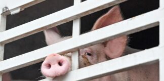 Stopp bei Schweine-Schlachtung: Ministerin hofft auf Ersatz Kann Brandenburg nach dem Aus des größten Schweineschlachthofs in Perleberg neue Kapazitäten aufbauen? Dies sei auch für den Krisenfall aufgrund von Tierseuchen wichtig, sagt Agrarministerin Mittelstädt. (Symbolbild)