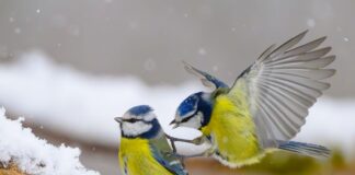 Bevölkerung soll Wintervögel melden Gerade wenn es kalt ist, kann an den Futterstellen viel los sein. (Symbolbild)