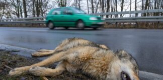 Wolf bei Peitz überfahren – Polizei und Experten im Einsatz Ein Wolf hat einen Unfall im Straßenverkehr am Montagvormittag bei Peitz in Südbrandenburg nicht überlebt.