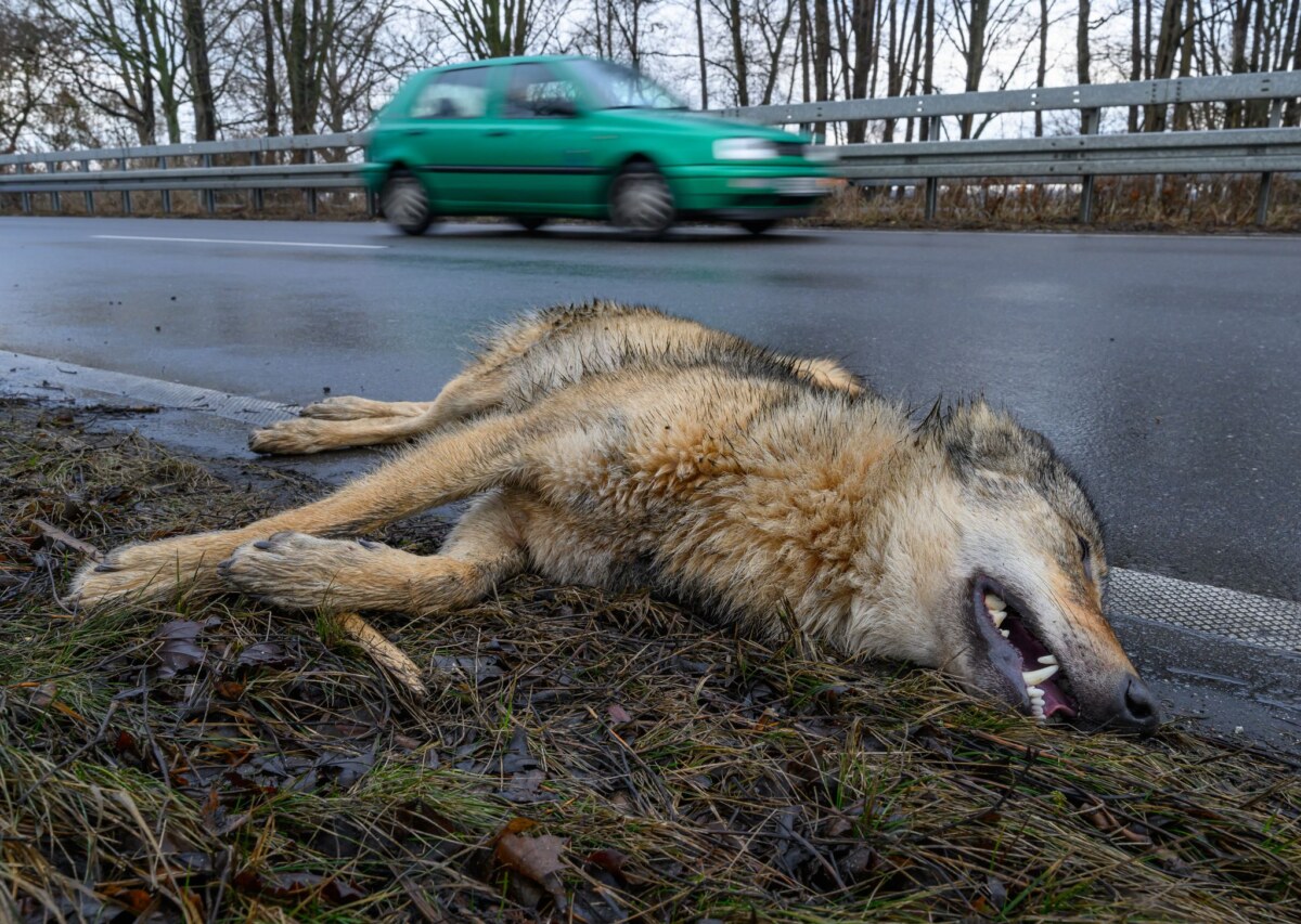 Überfahrener Wolf am Straßenrand Ein Wolf hat einen Unfall im Straßenverkehr am Montagvormittag bei Peitz in Südbrandenburg nicht überlebt.