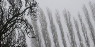 Nebel und stellenweise noch Glätte in Berlin und Brandenburg Auch am Donnerstagmorgen bleibt es stellenweise neblig. (Archivbild)