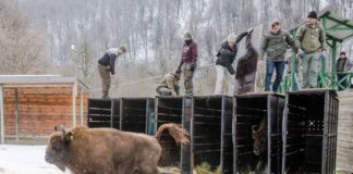 Schnell raus aus der Kiste - das Leben in Freiheit ist für die Tiere neu (Handoutbilder).