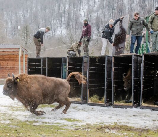 Schnell raus aus der Kiste - das Leben in Freiheit ist für die Tiere neu (Handoutbilder).