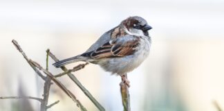 In anderen Großstädten nimmt die Zahl der Spatzen laut Nabu bereits seit Langem ab. (Symbolbild) 