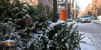 Weihnachtsbäume werden abgeholt: Das muss man beachten Manche Bäume liegen schon ausrangiert am Straßenrand.
