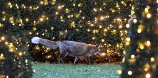 Frühlingsgefühle im Winter – mehr verletzte Füchse Füchse haben im Winter Frühlingsgefühle
