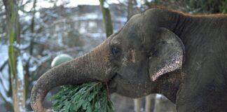 Unverkaufte Weihnachtsbäume werden Zootier-Futter Wie in jedem Jahr werden im Januar die Bäume, die nicht das heimische Wohnzimmer geschmückt haben, im Berliner Zoo an die Tiere verfüttert.